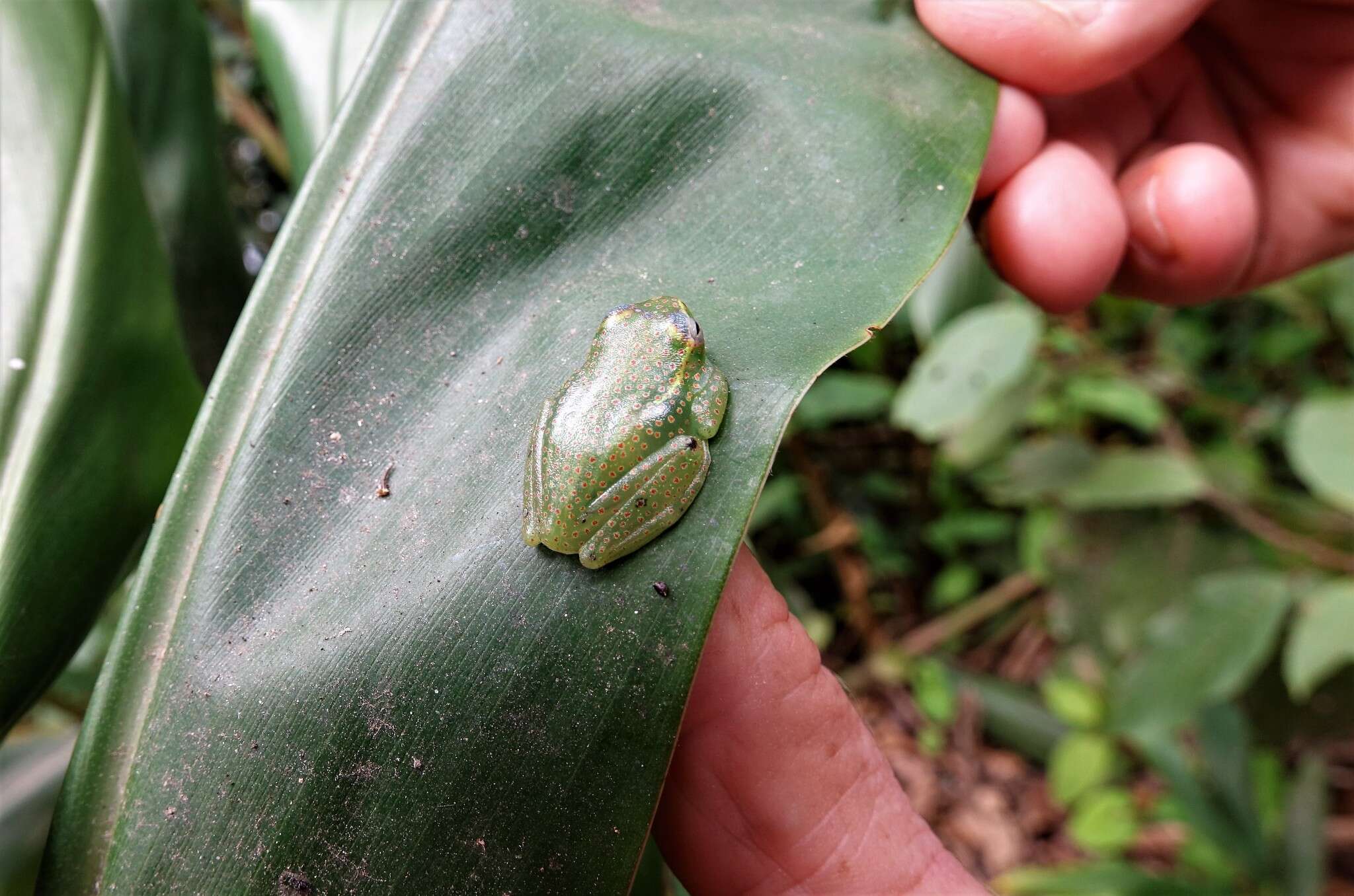 Image of Forest Bright-eyed Frog