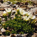 Image of Gentianella decumbens Glenny