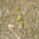 Image of Salsola arbuscula Pall.