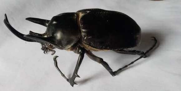 Sivun Megasoma actaeon (Linnaeus 1758) kuva