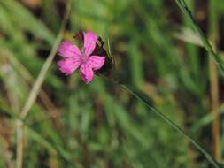 Image de Dianthus balbisii Ser.