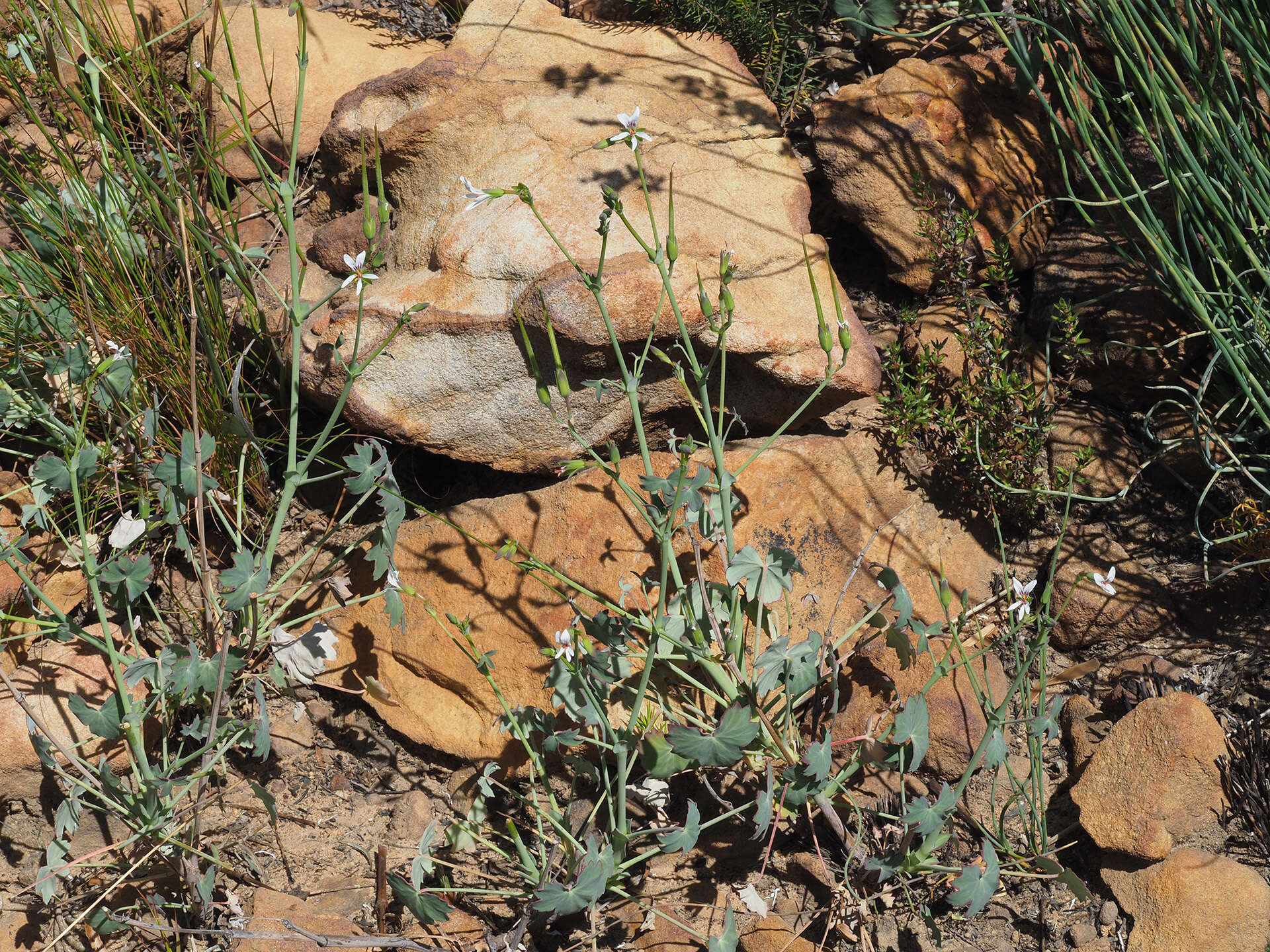 Image of Pelargonium tabulare (Burm. fil.) L'Her.