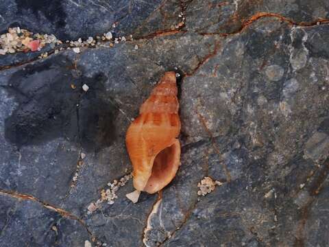 Pisania unicolor (Angas 1867) resmi