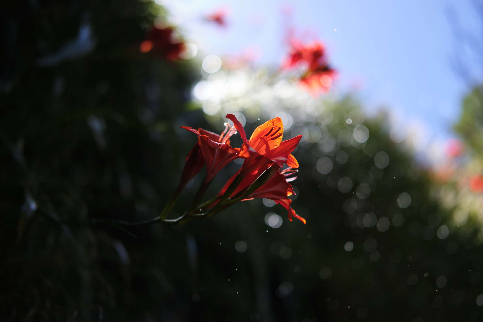 Imagem de Gladiolus cardinalis Curtis