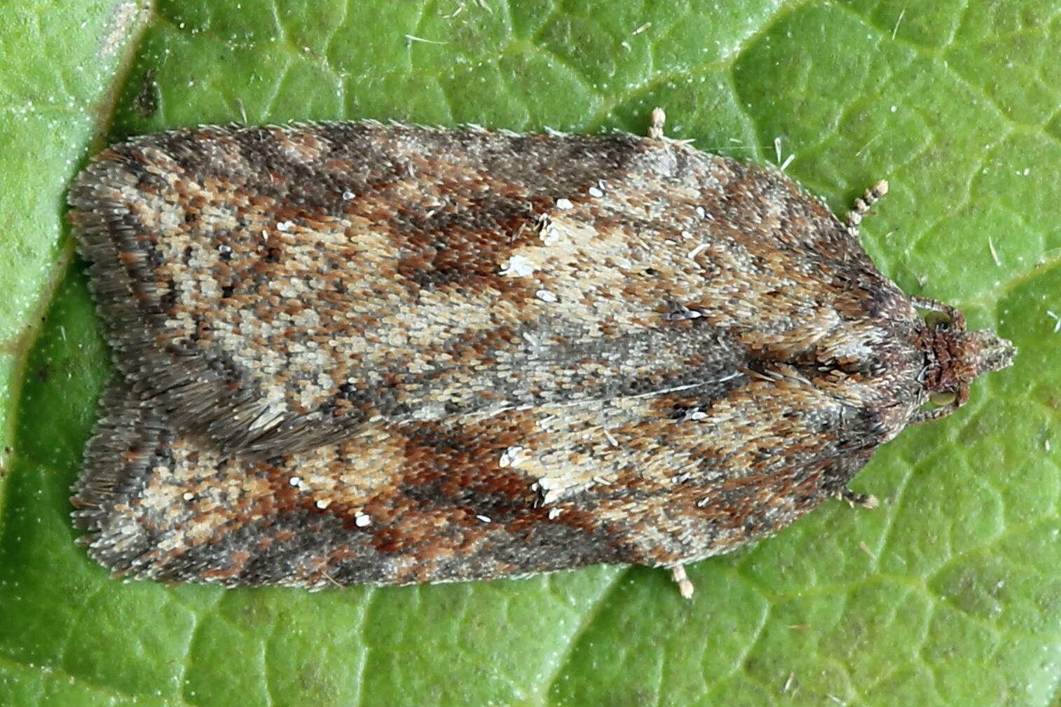 Image of Acleris schalleriana Linnaeus 1761