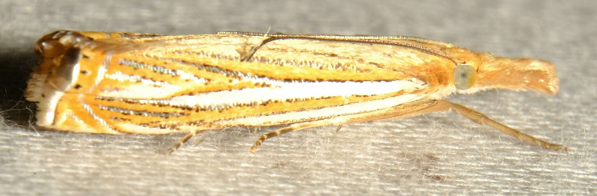 Image of Crambus multilinellus Fernald 1887