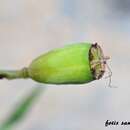 Imagem de Papaver purpureomarginatum J. W. Kadereit