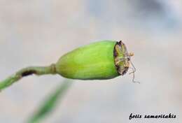 Image of Papaver purpureomarginatum J. W. Kadereit