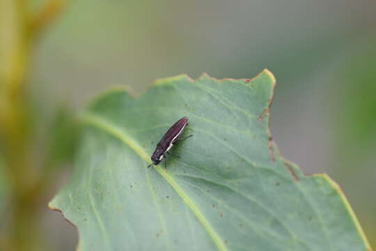 Слика од Agrilus hypoleucus Gory & Laporte 1837