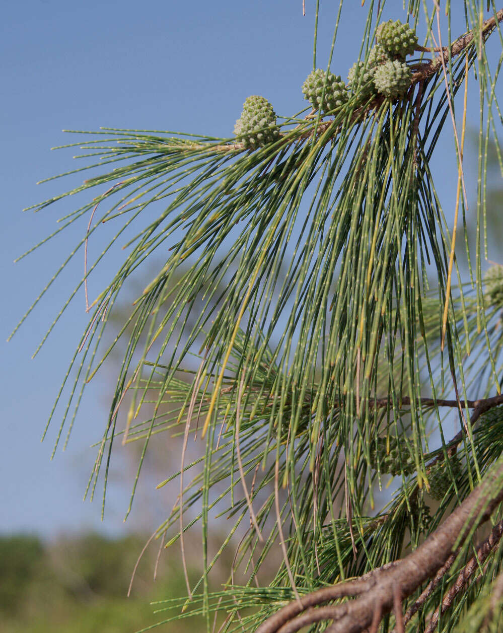 Image of Casuarina equisetifolia subsp. equisetifolia