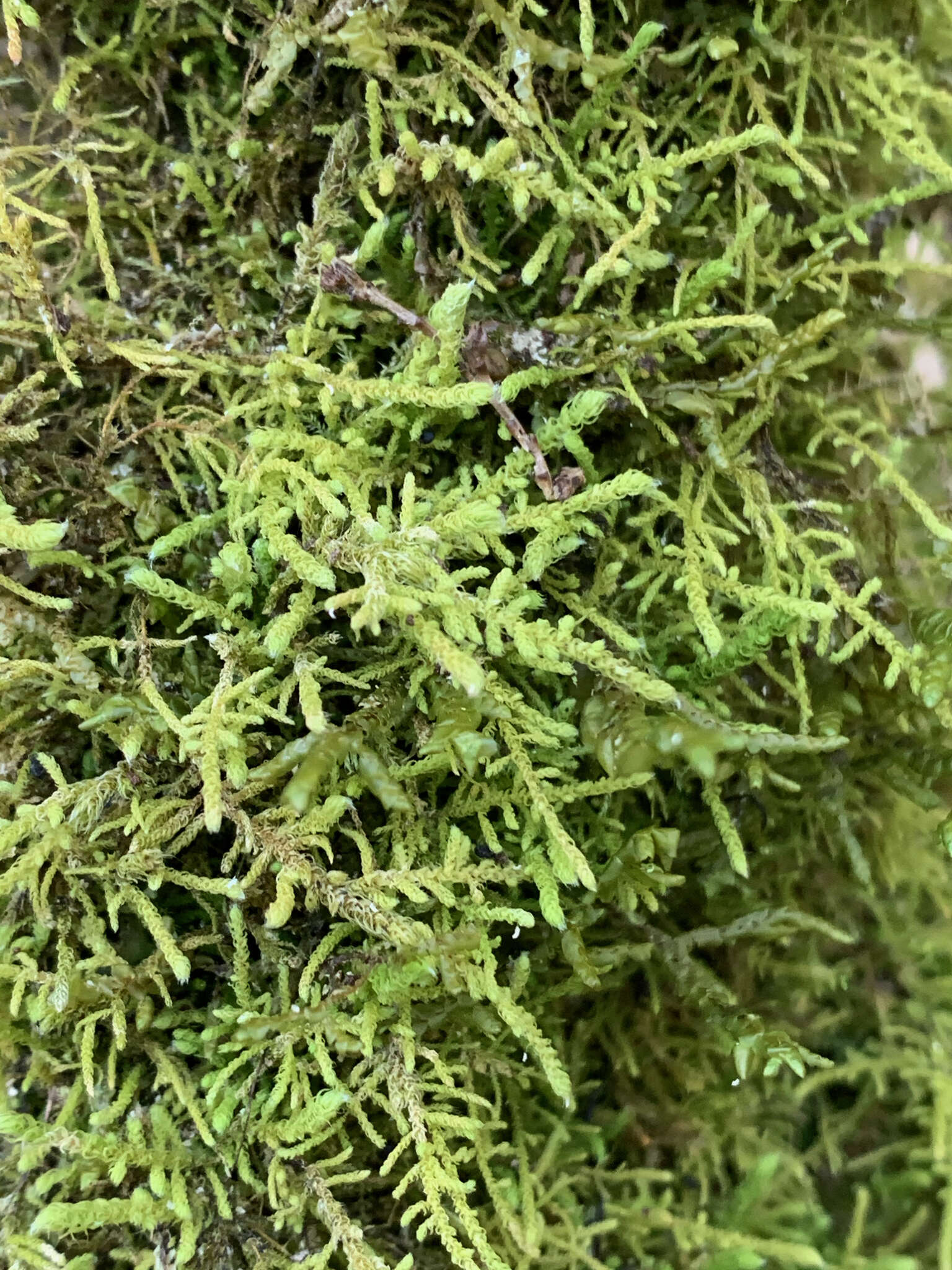 Image of claopodium moss