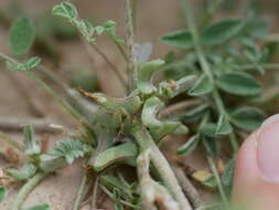 Imagem de Astragalus tribuloides Delile