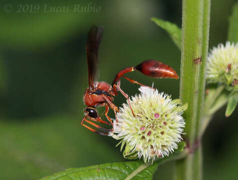 Image of Potter wasp