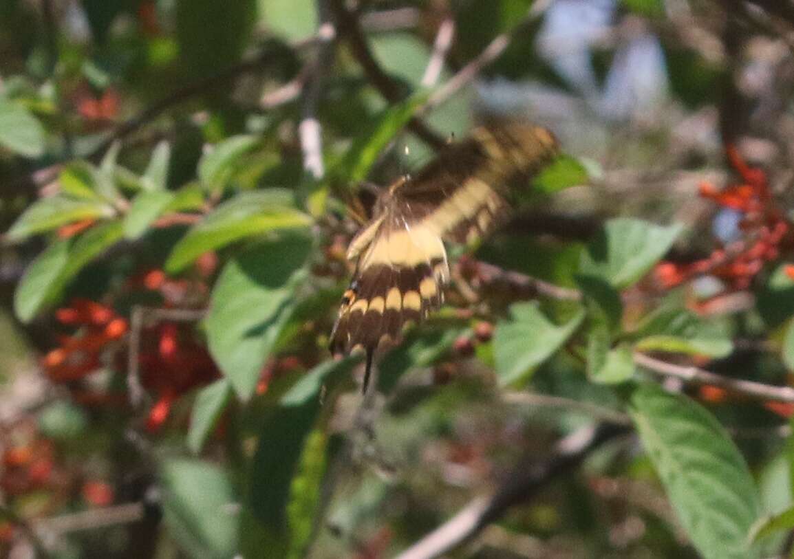 Image of Schaus' Swallowtail