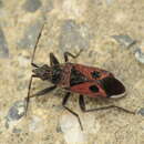 صورة Lasiocoris anomalus (Kolenati & F. A. 1845)