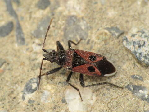 Image of Lasiocoris anomalus (Kolenati & F. A. 1845)