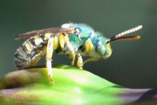 صورة Agapostemon texanus Cresson 1872