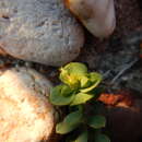 Image of Euphorbia transtagana Boiss.