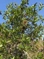 Image of Strawberry bush