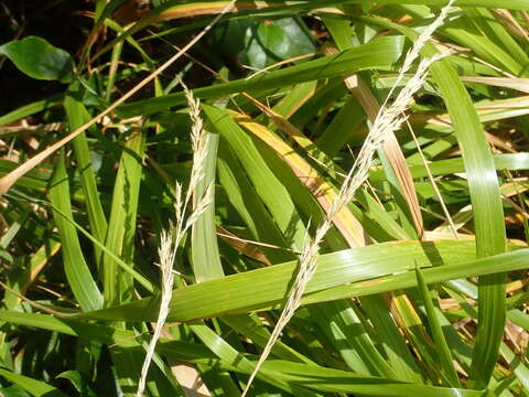 Image of Pacific reedgrass