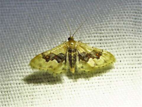 Image of Idaea gemmata Packard 1876