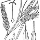 Image of Schweinitz's sedge