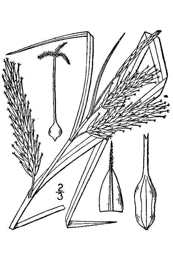 Image of Schweinitz's sedge
