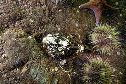 Image of Enophrys