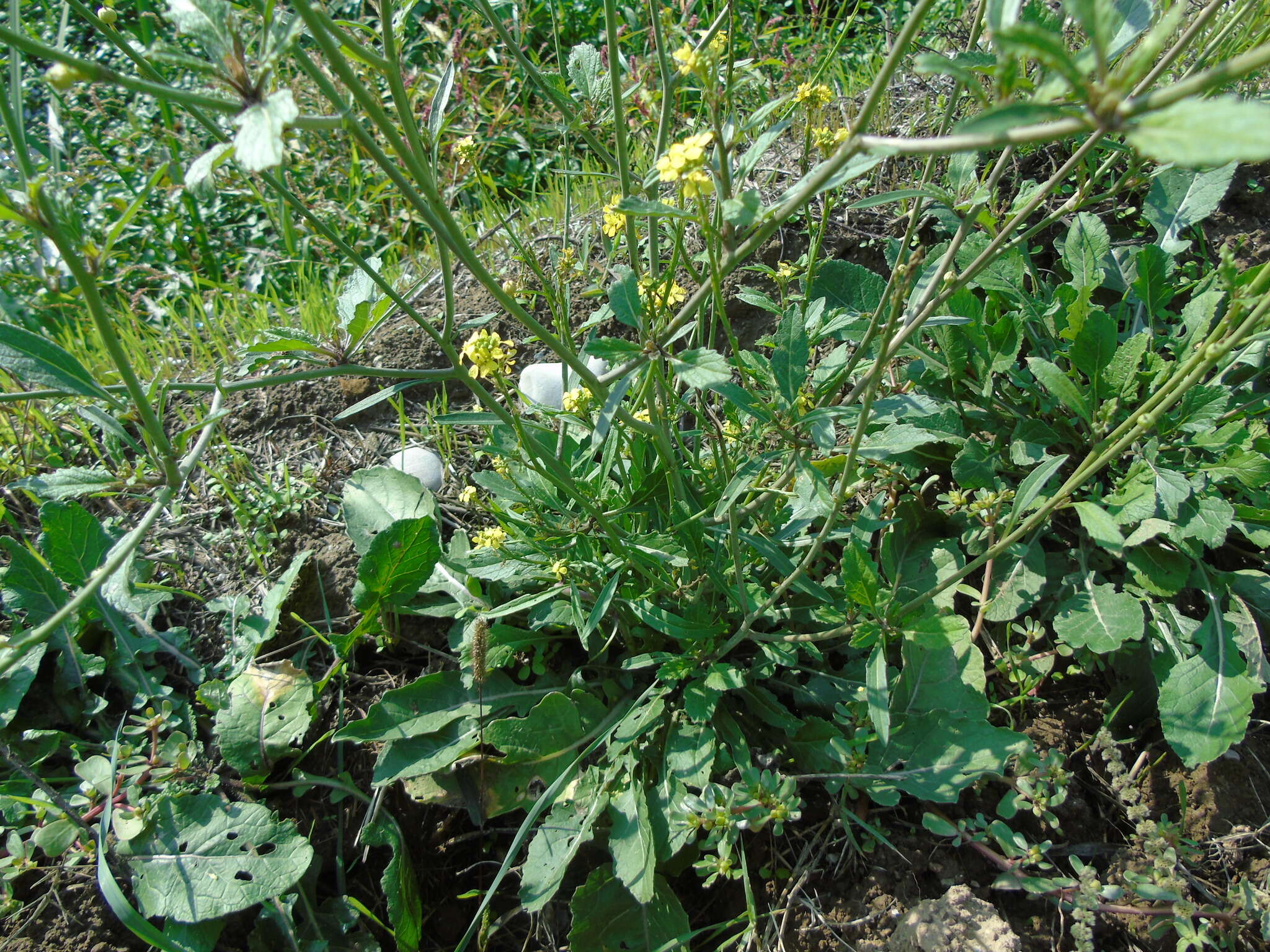 Image of Sinapis alba subsp. mairei (H. Lindb.) Maire