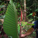 Image of Dipterocarpus cornutus Dyer