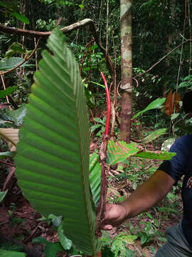 Dipterocarpus cornutus Dyer resmi