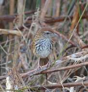 Plancia ëd Poodytes punctatus vealeae (Kemp & R 1912)