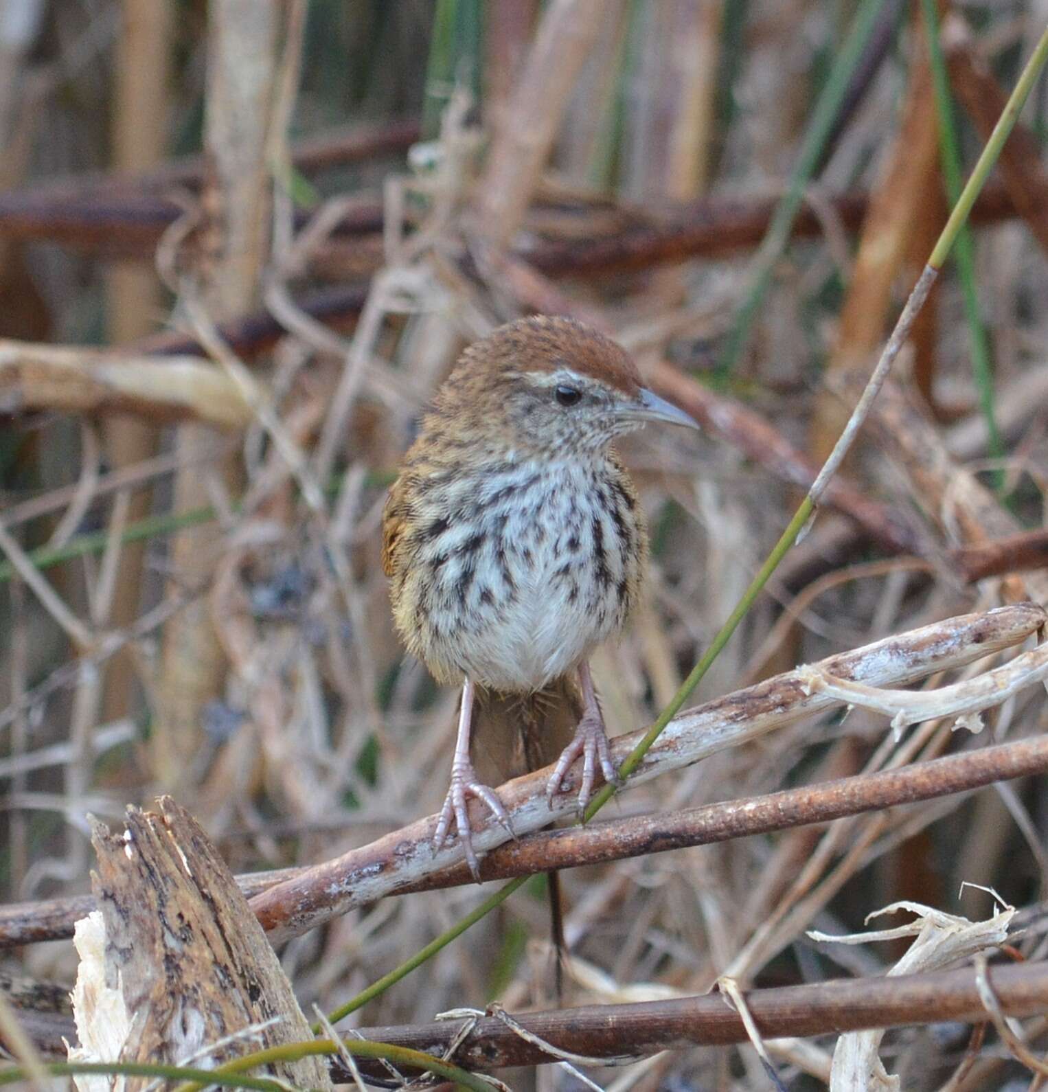 Plancia ëd Poodytes punctatus vealeae (Kemp & R 1912)