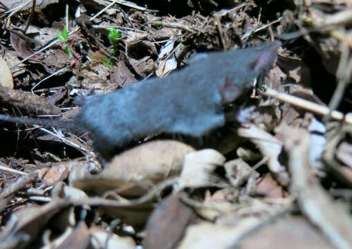 Image of Greater Dwarf Shrew