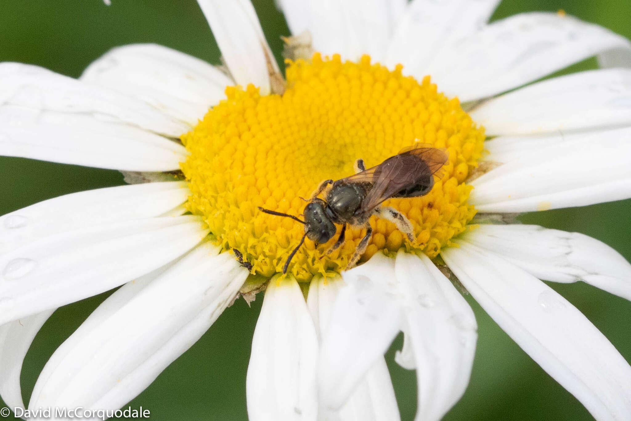 Lasioglossum nigroviride (Graenicher 1911)的圖片