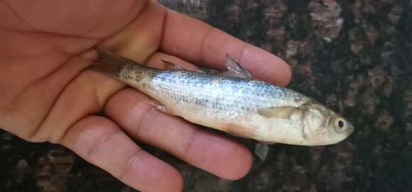 Image of Abu mullet