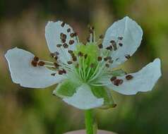 Image of Rubus bertramii G. Braun ex Focke