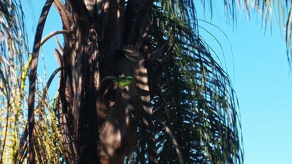 Image of Yellow-chevroned Parakeet