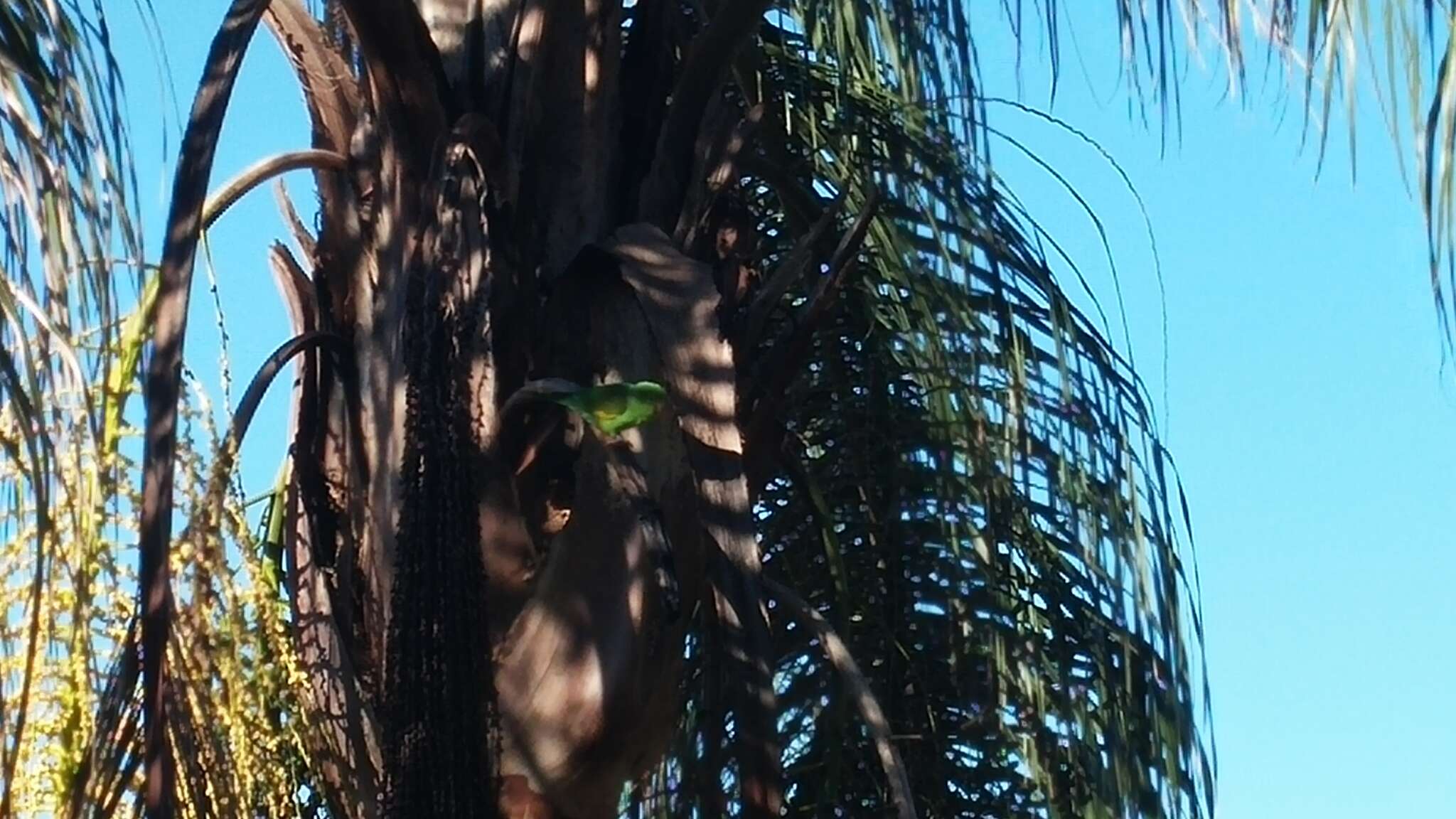 Image of Yellow-chevroned Parakeet