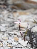 Image of Caladenia lyallii Hook. fil.