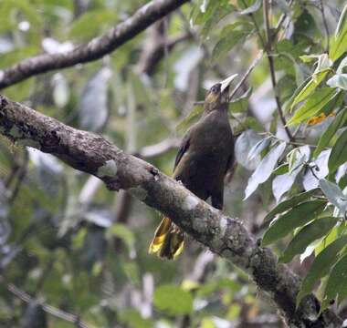 Image of Dusky-green Oropendola