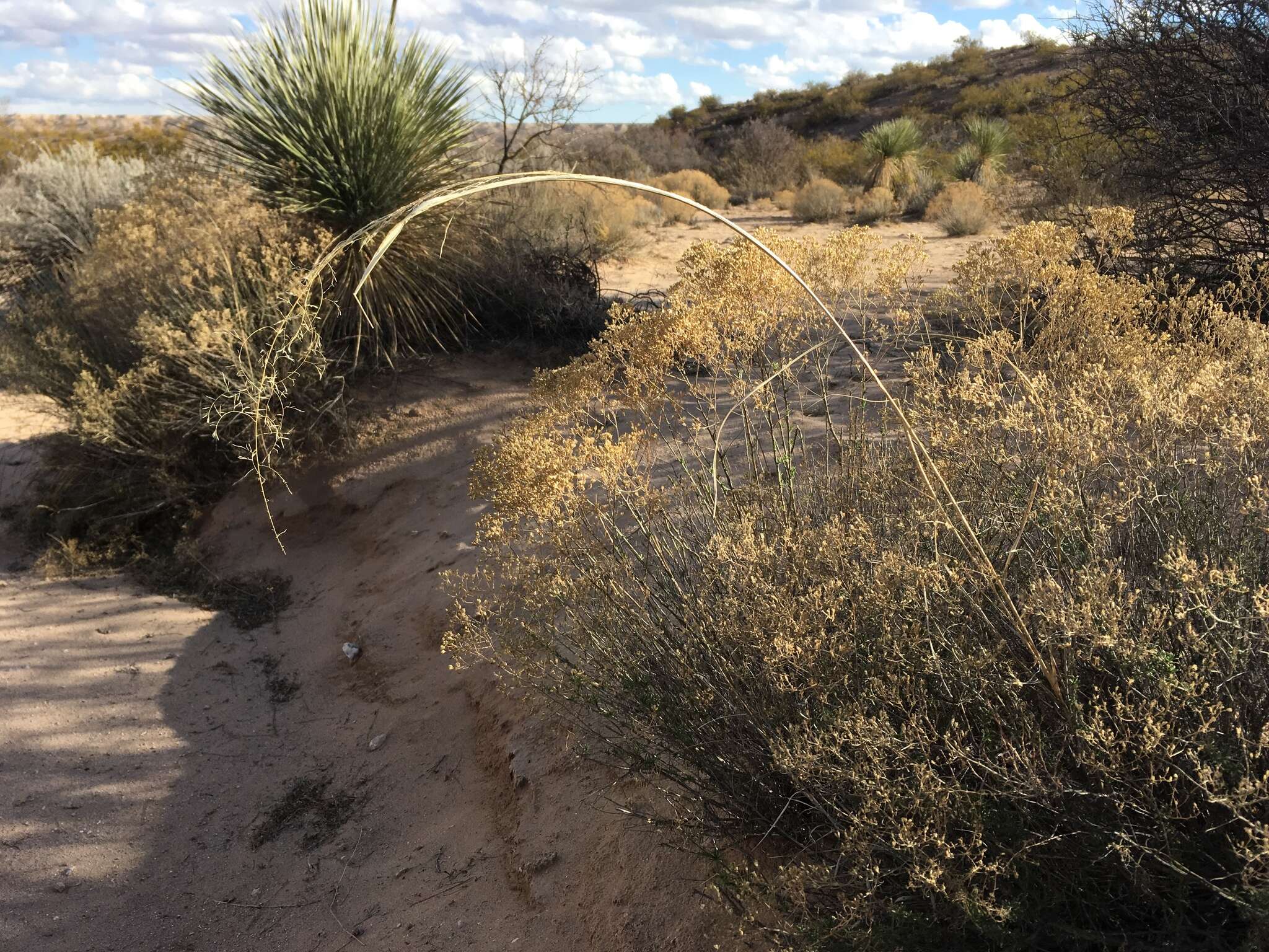 Image of mesa dropseed