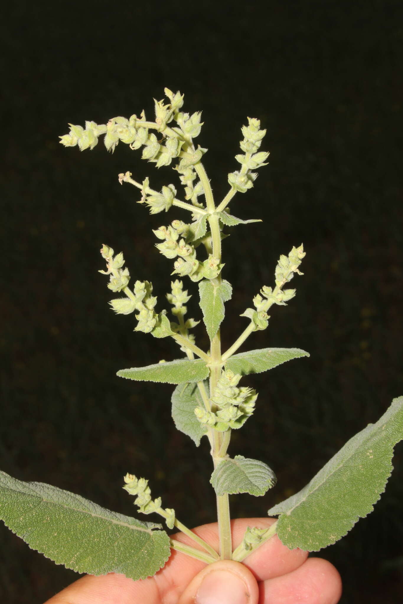 Image of Salvia syriaca L.