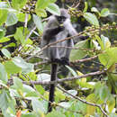 Image of Malayan Pale-thighed Langur