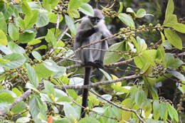 Image of Malayan Pale-thighed Langur