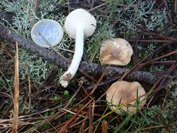 Image of Hygrophorus arbustivus Fr. 1836