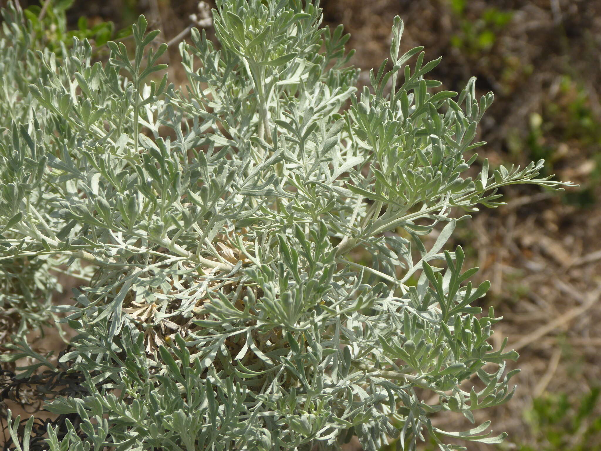 Image of Artemisia thuscula Cav.