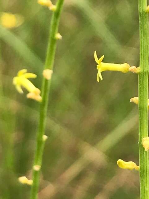 Image of Stackhousia viminea Sm.