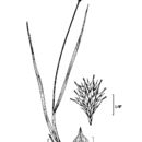 Image of eastern straw sedge