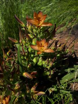 Image of Wachendorfia multiflora (Klatt) J. C. Manning & Goldblatt